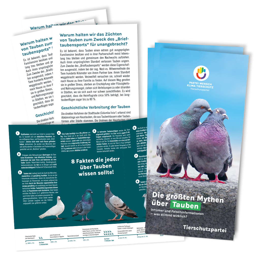 Flyer »Stadttauben« (100 Stück)